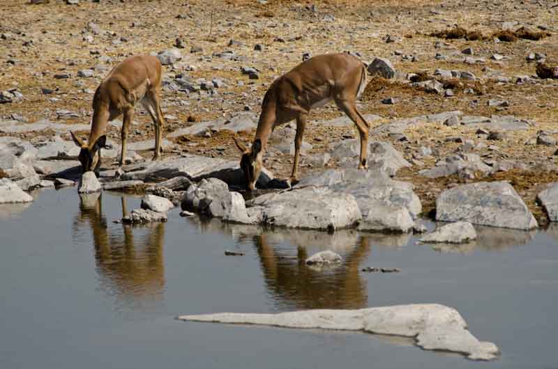 Antílope Impala - parque nacional de Etosha - Namibia 4.jpg